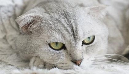 高效安全的在线视频下载体验:把优质内容带回家